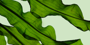 Decorated background for Material widget visualizations.